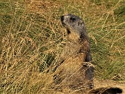 67 Marmotta ci osserva stavolta 'in sentinella'